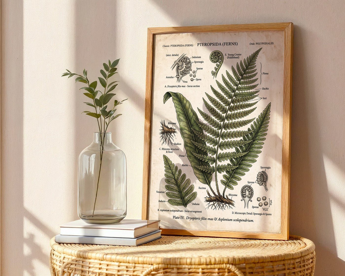 Victorian Fern Study Poster – Scientific Botanical Wall Art Print — frame-486