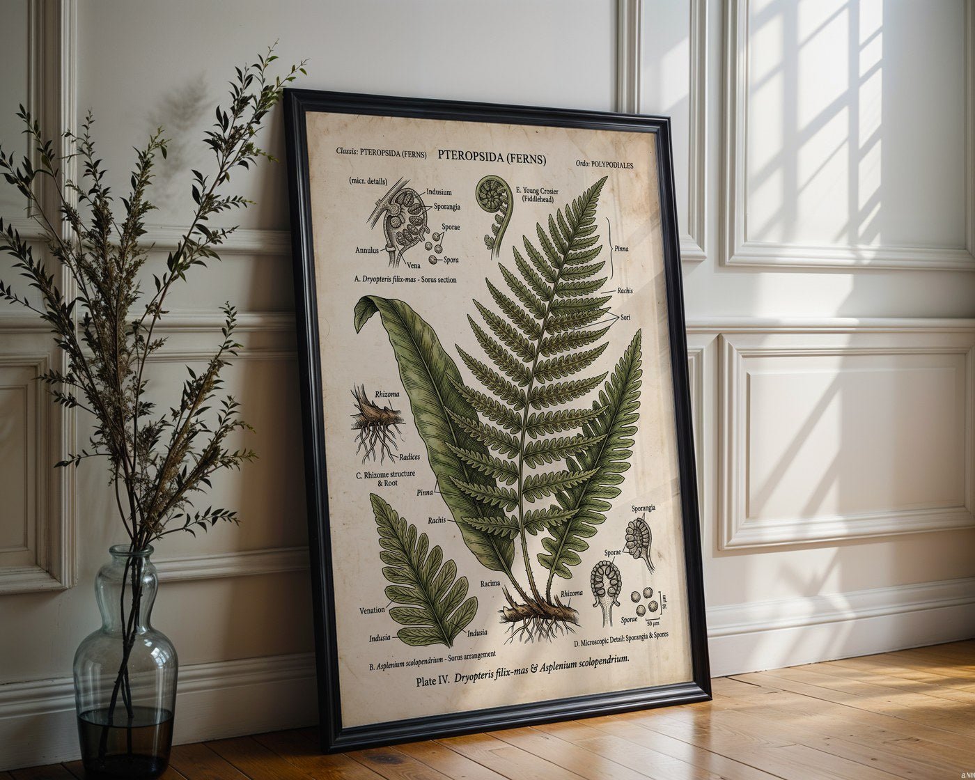 Victorian Fern Study Poster – Scientific Botanical Wall Art Print — frame-286