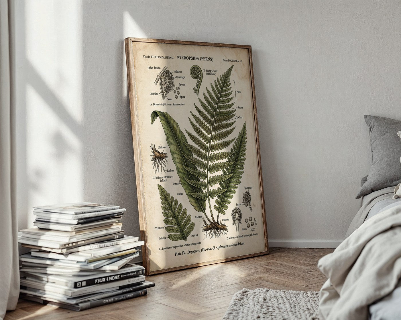 Victorian Fern Study Poster – Scientific Botanical Wall Art Print — styled-wall