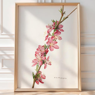 Pink Blossom Botanical Print – Vintage Flower Illustration Poster, Minimalist Floral Wall Art for Nature Lovers, Cottagecore, Spring Decor - Just Great Posters